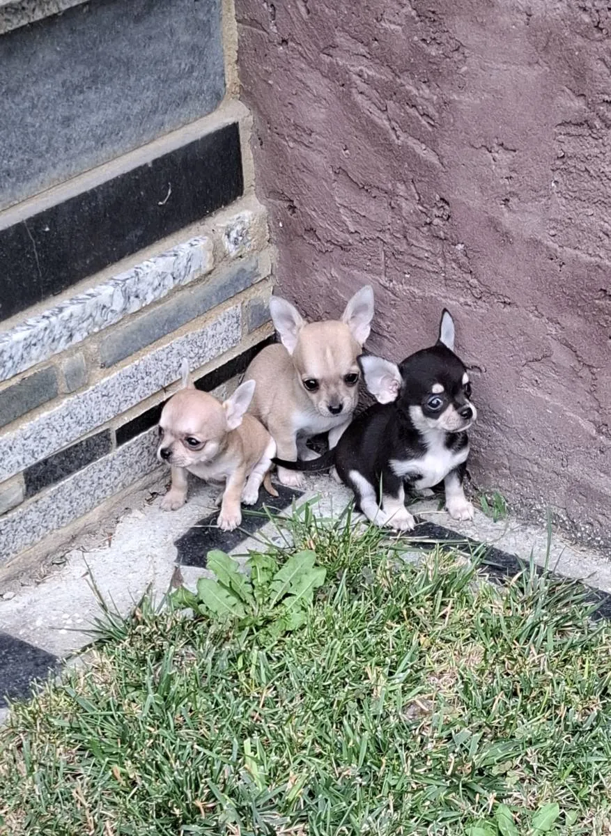 Čivava na prodaju, Subotica