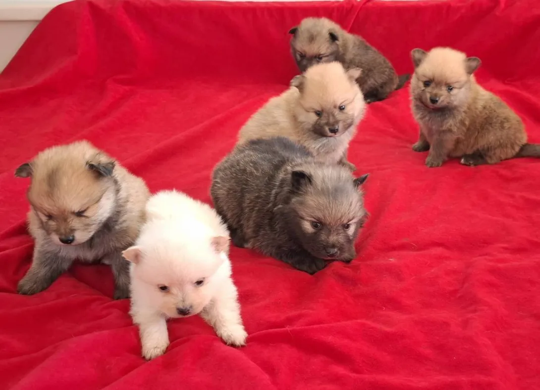 Nemački špic na prodaju, Subotica