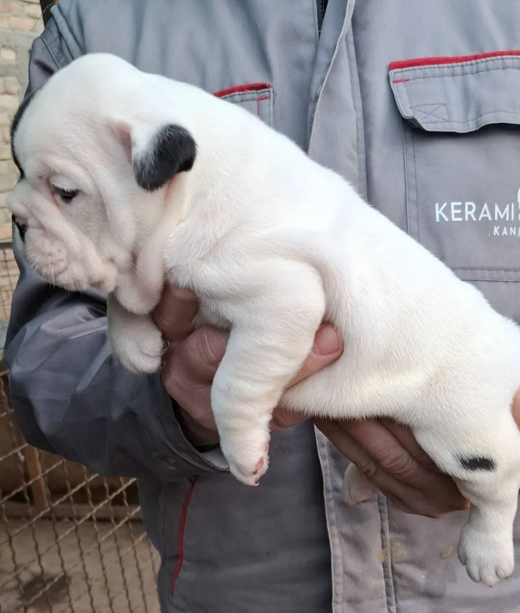 Buldog na prodaju, Subotica (4)