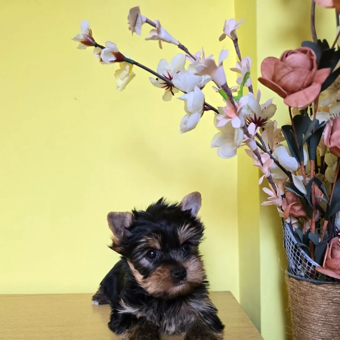 Jorkširski terijer na prodaju, Zrenjanin