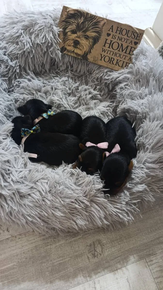 Jorkširski terijer na prodaju, Zrenjanin (5)