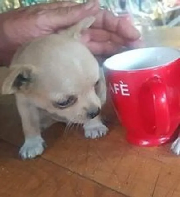 Čivava na prodaju, Novi Sad