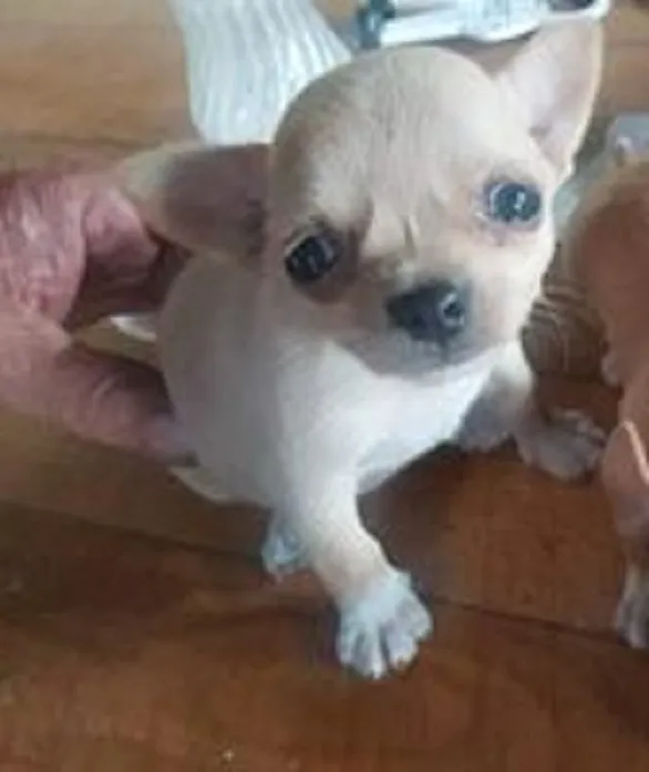 Čivava na prodaju, Novi Sad