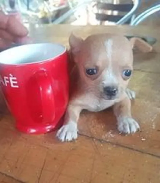 Čivava na prodaju, Novi Sad (2)