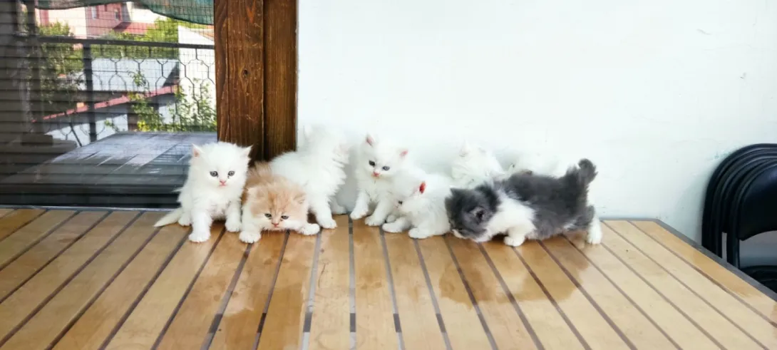 Persijska mačka na prodaju, Pančevo