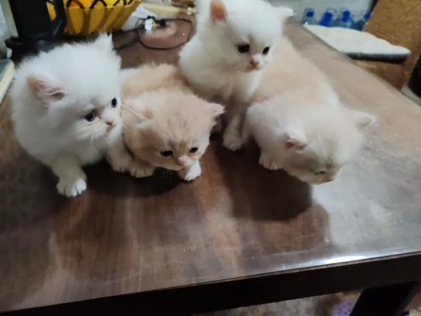 Persijska mačka na prodaju, Pančevo (2)