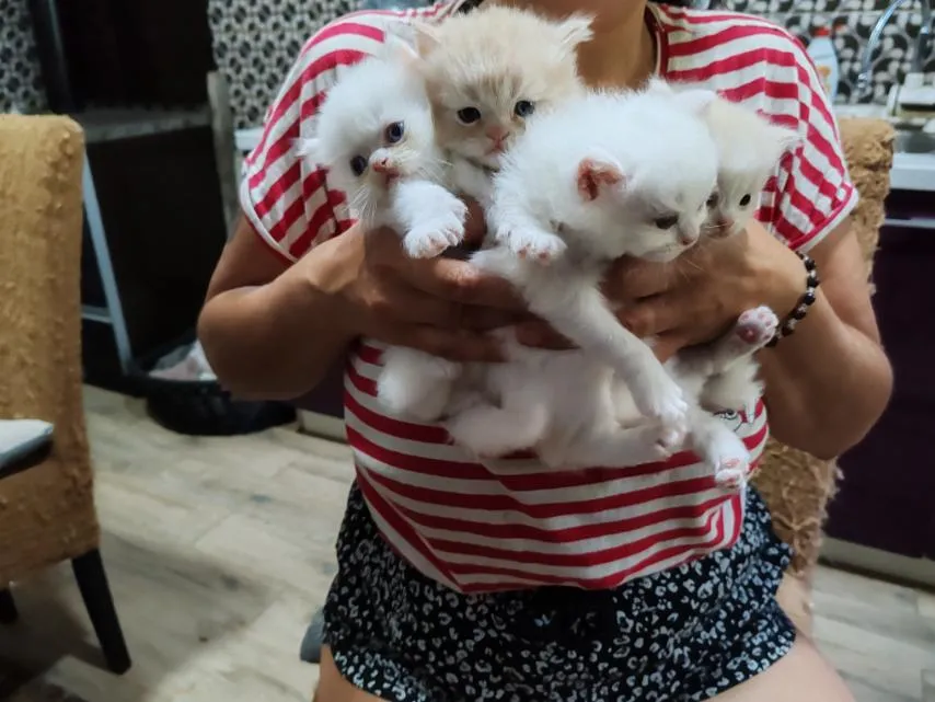 Persijska mačka na prodaju, Pančevo (3)