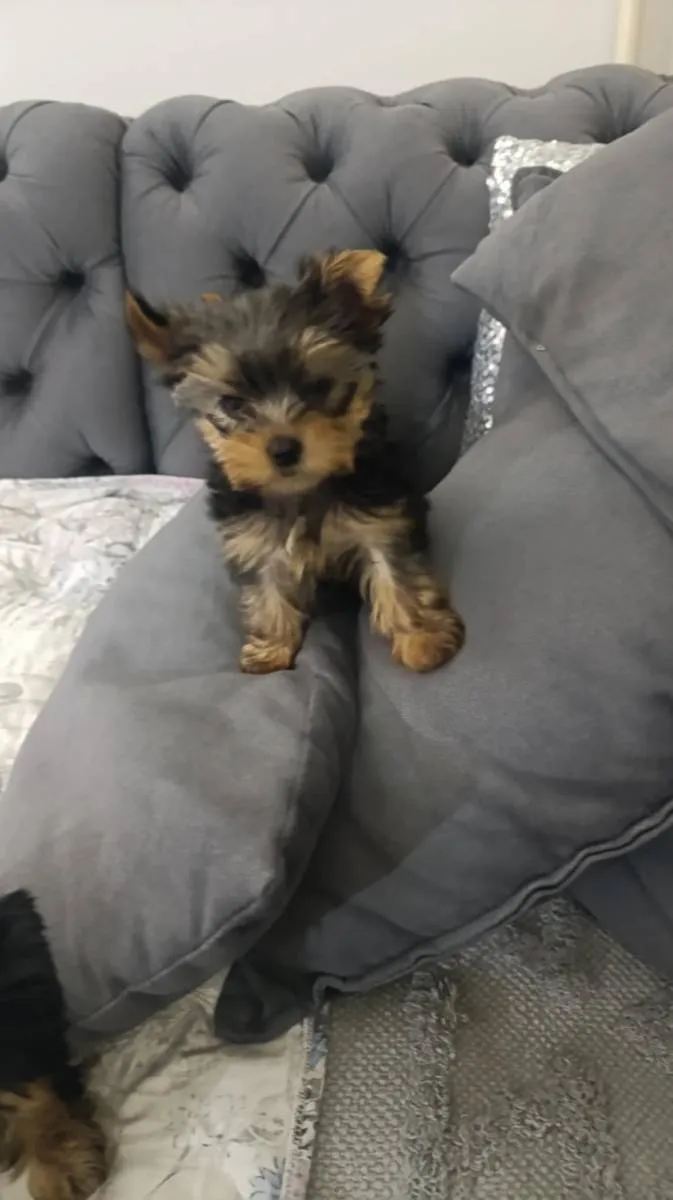 Jorkširski terijer na prodaju, Zrenjanin (4)