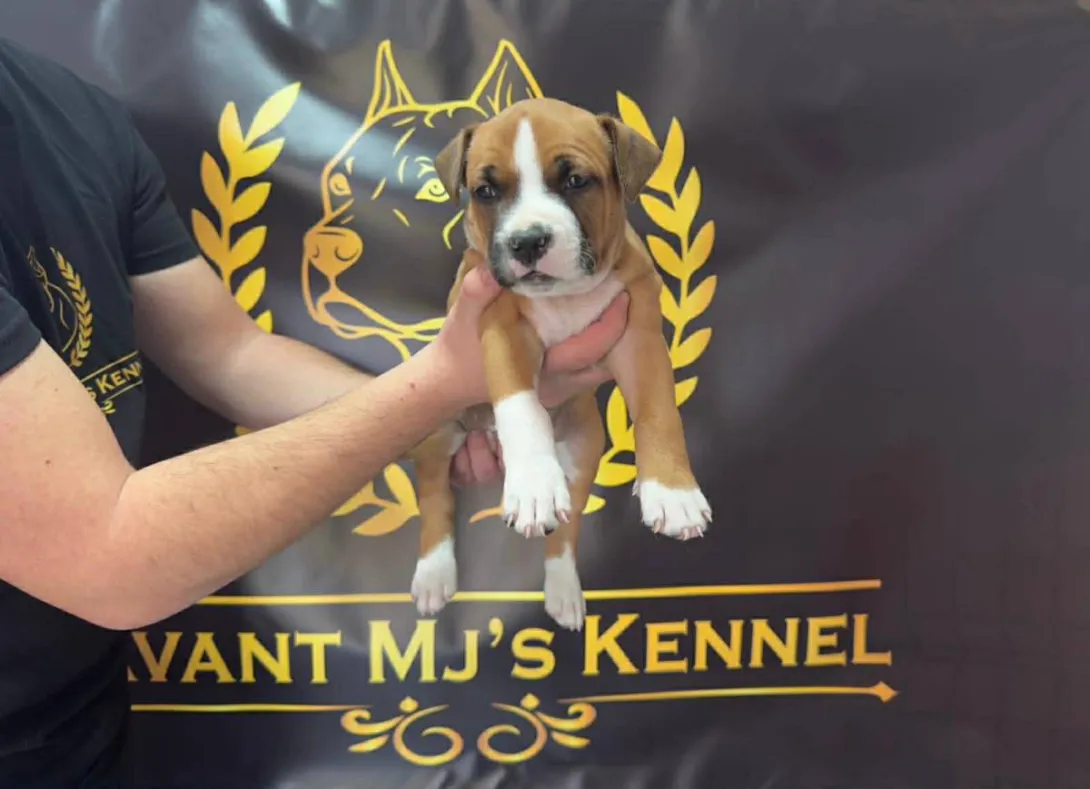 Američki stafordski terijer na prodaju, Obrenovac (3)