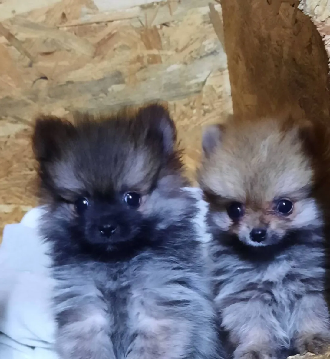 Nemački špic na prodaju, Novi Sad (2)