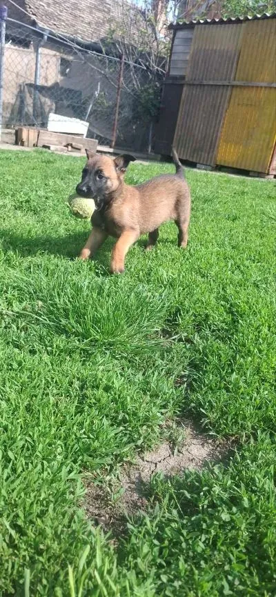 Belgijski ovčar na prodaju, Ruma