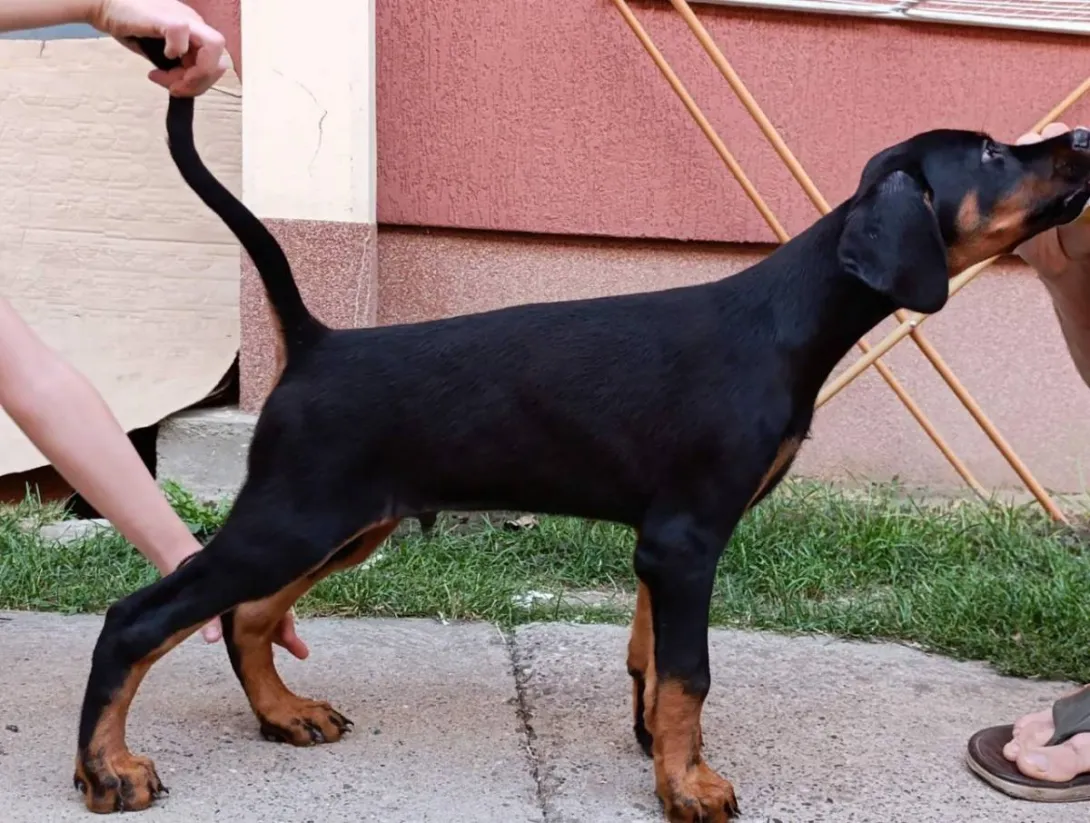 Doberman na prodaju, Sremska Mitrovica (2)