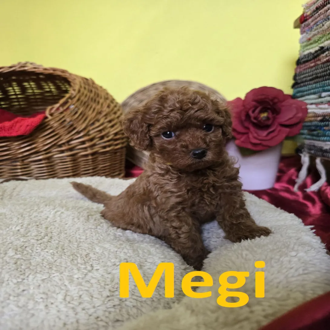 Pudla (patuljasta) na prodaju, Zrenjanin