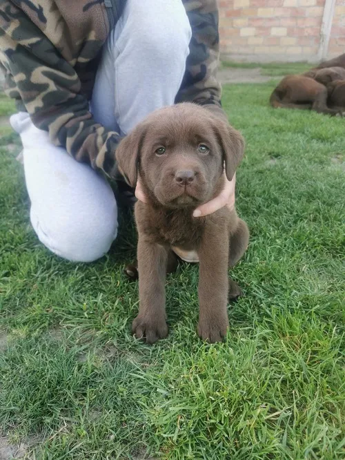 Labrador retriver na prodaju, Beograd (2)
