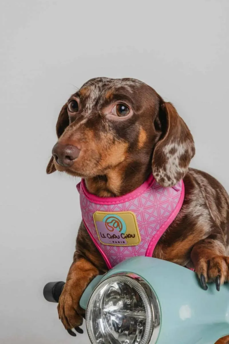 Jazavičar na prodaju, Leskovac