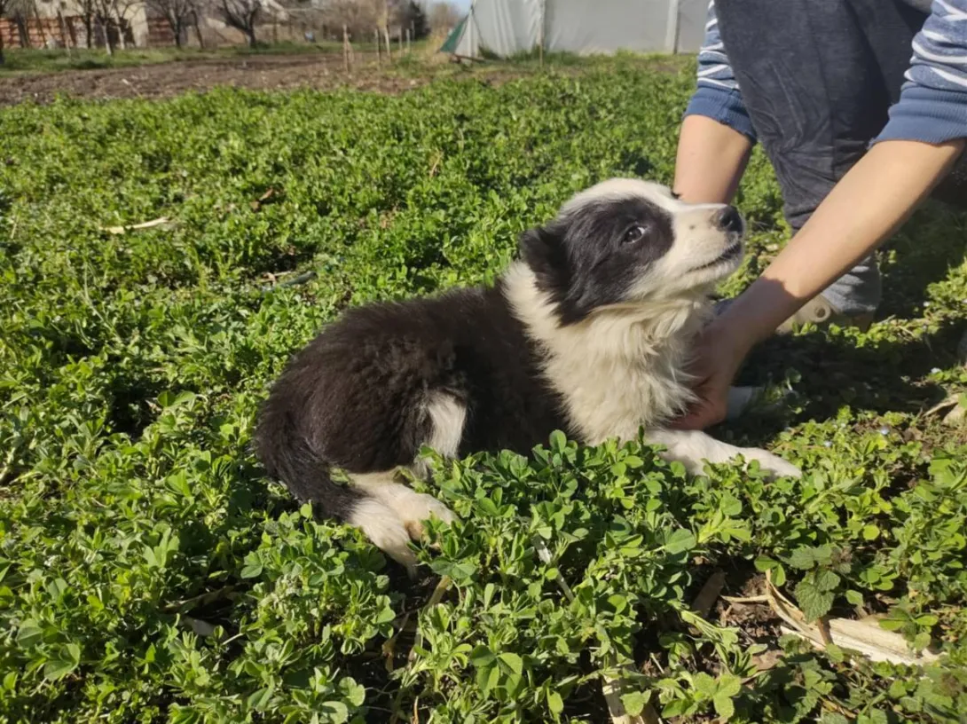 Border koli na prodaju, Ada (2)