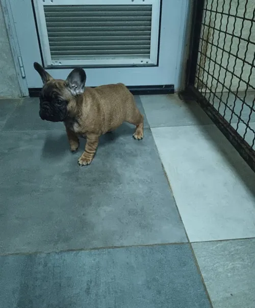 Francuski buldog na prodaju, Sremska Mitrovica (3)