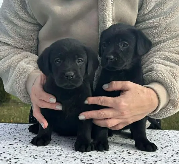 Labrador retriver na prodaju, Obrenovac (3)