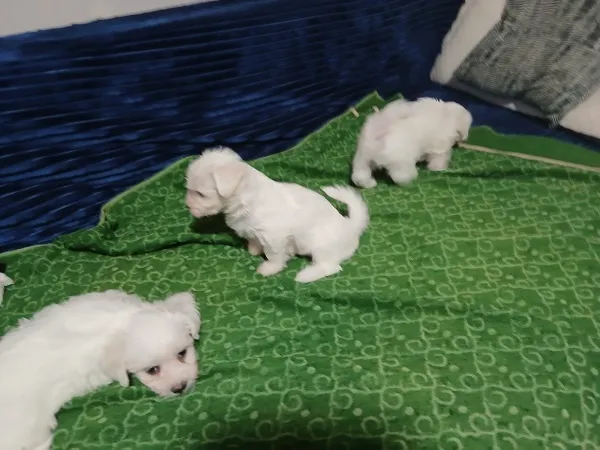 Malteški pas na prodaju, Zrenjanin (3)