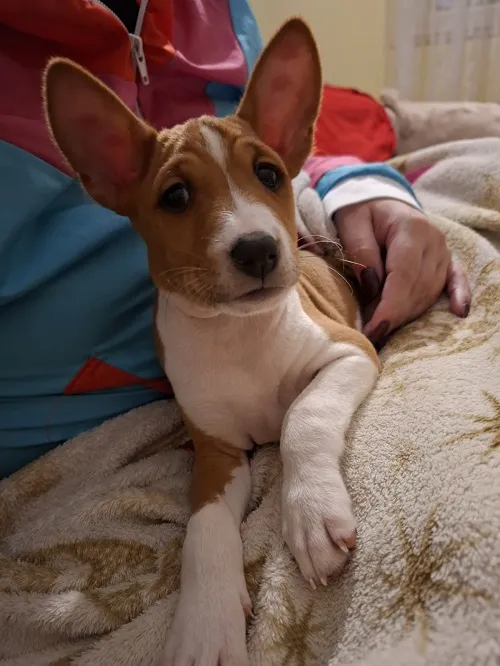 Basenji na prodaju, Ruma (2)