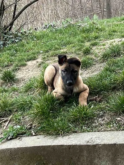 Belgijski ovčar na prodaju, Novi Sad (3)