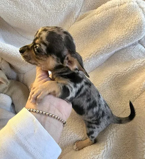 Čivava na prodaju, Zrenjanin (3)