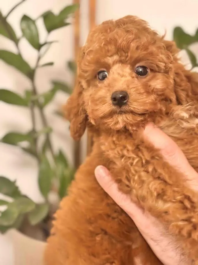 Pudla (patuljasta) na prodaju, Beograd (3)