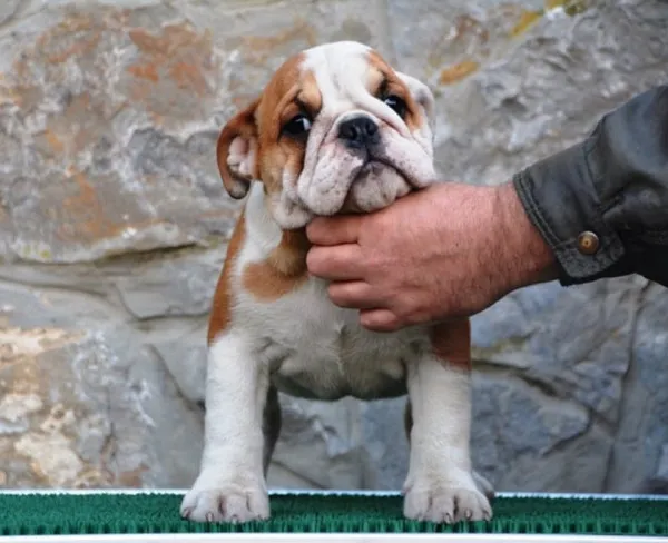 Buldog na prodaju, Beograd (3)