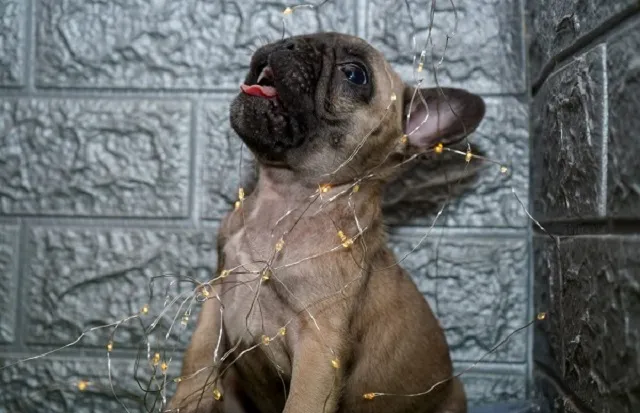 Francuski buldog na prodaju, Sremska Mitrovica (3)