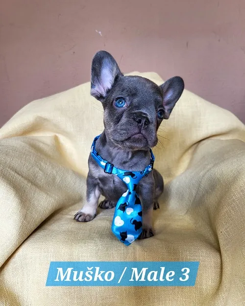 Francuski buldog na prodaju, Trstenik (3)