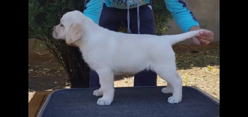Labrador retriver na prodaju, Beograd Surčin (3)