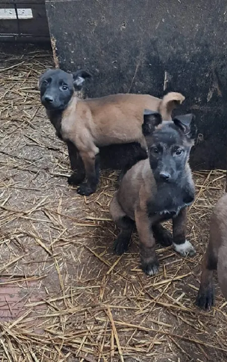 Belgijski ovčar na prodaju, Vrbas (3)