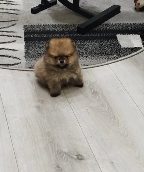 Ostalo na prodaju, Beograd (3)