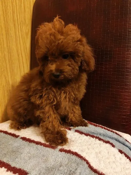 Pudla (patuljasta) na prodaju, Zrenjanin (3)