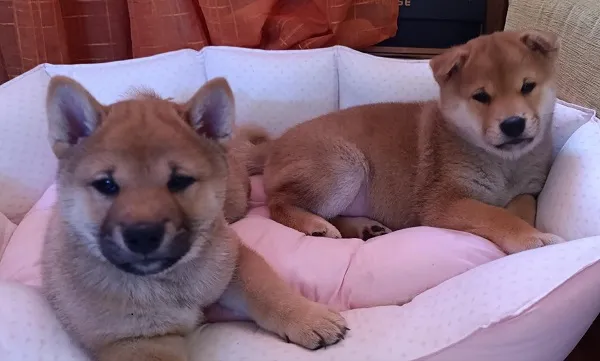 Šiba inu na prodaju, Beograd (3)