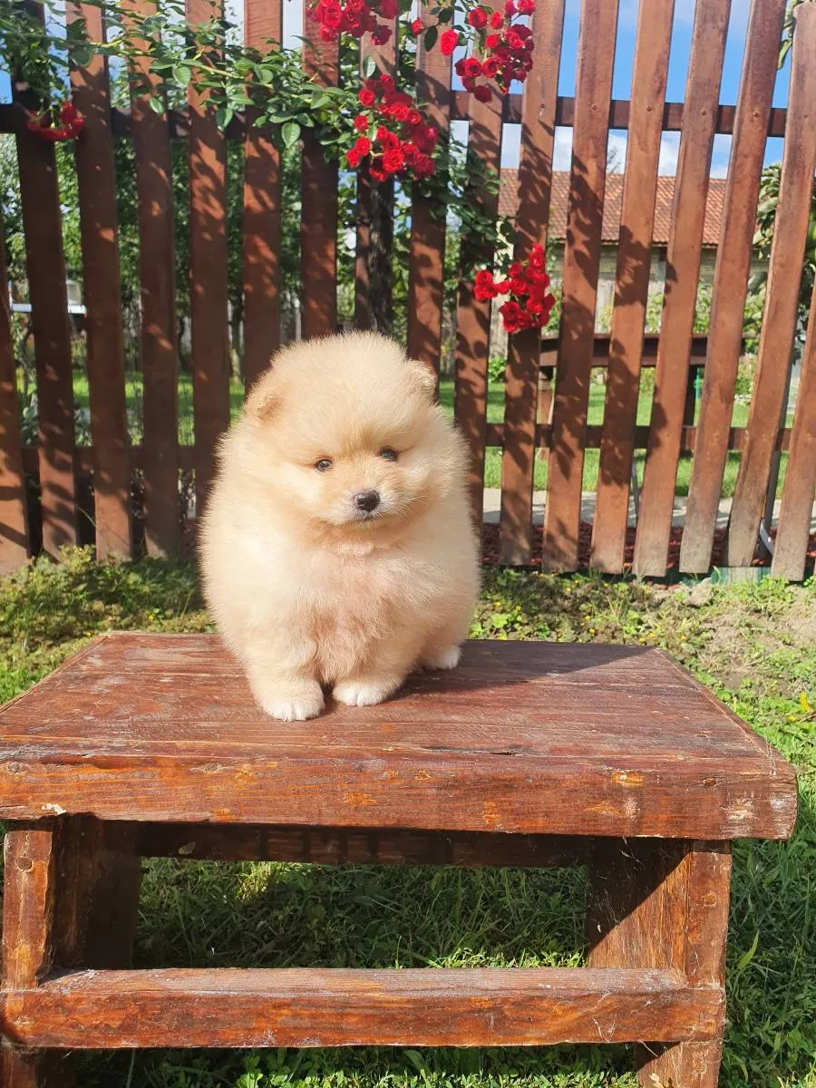 Nemački špic na prodaju, Novi Sad