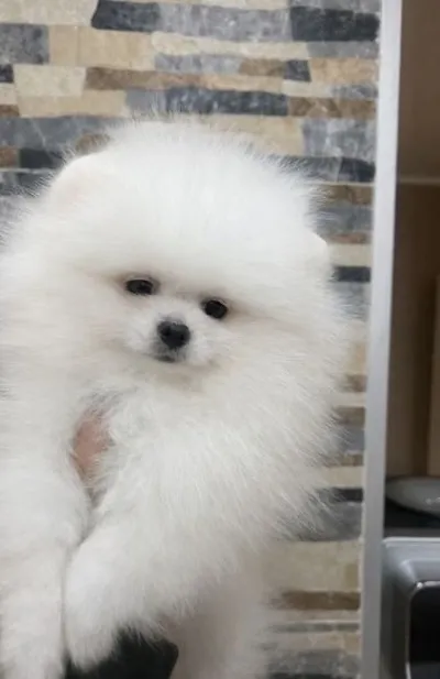 Nemački špic na prodaju, Novi Sad (3)