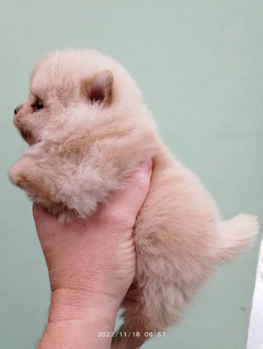 Nemački špic na prodaju, Novi Sad