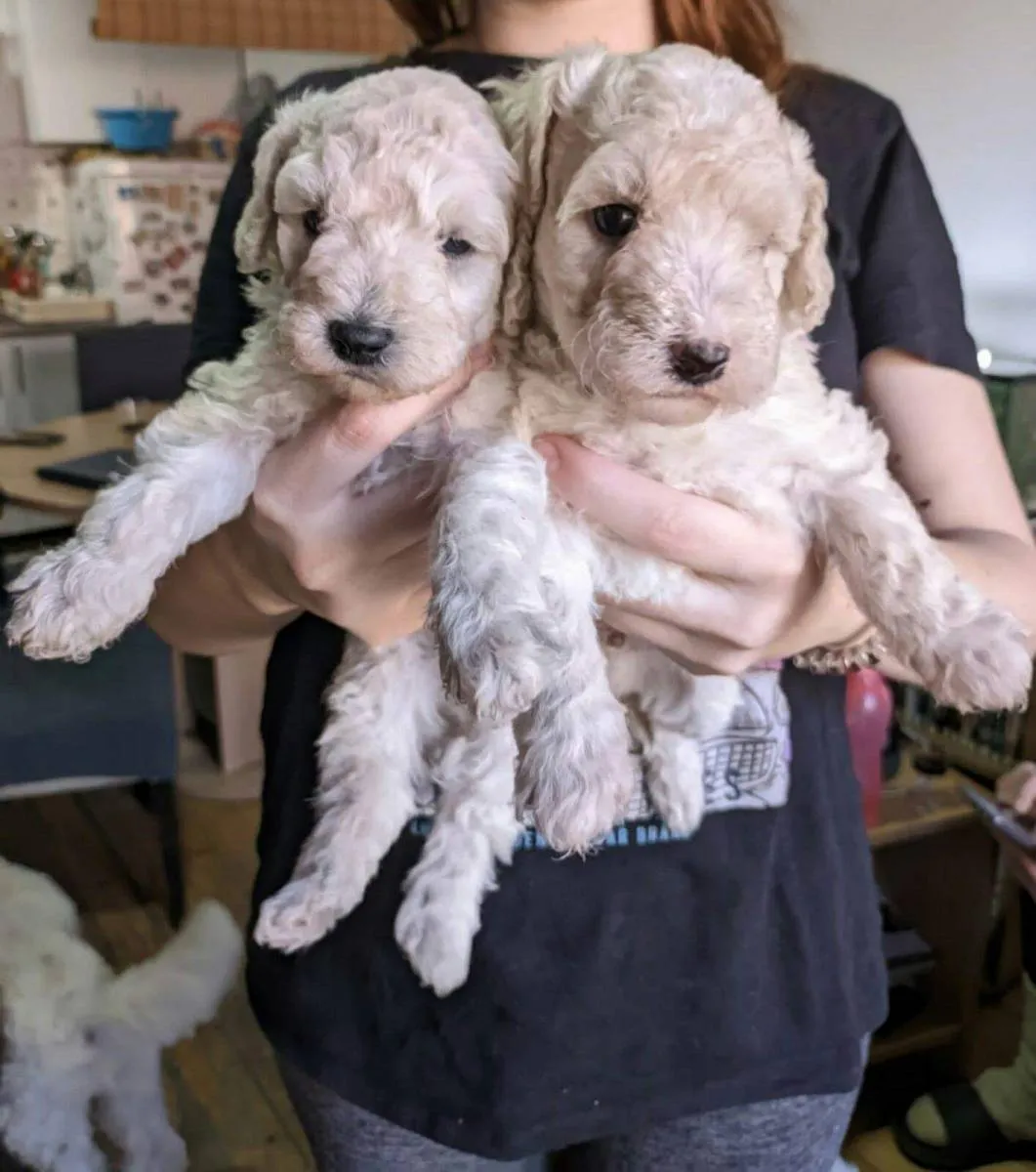 Pudla (patuljasta) na prodaju, Novi Sad