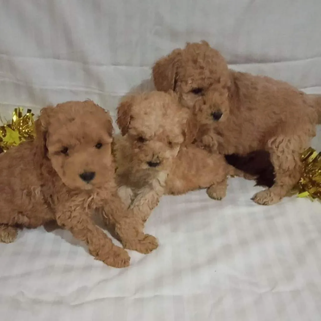 Pudla (patuljasta) na prodaju, Novi Sad