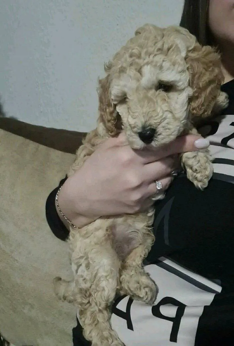 Mops (pug) na prodaju, Novi Sad (2)