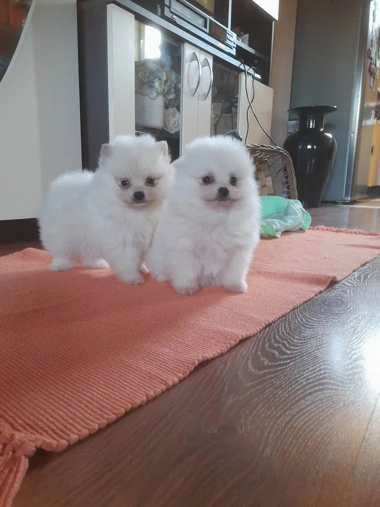 Pudla (patuljasta) na prodaju, Novi Sad