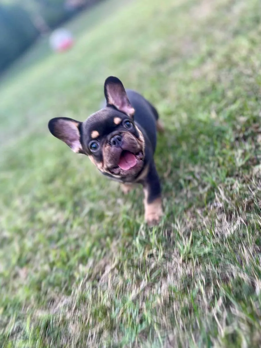 Francuski buldog na prodaju, Kragujevac (4)