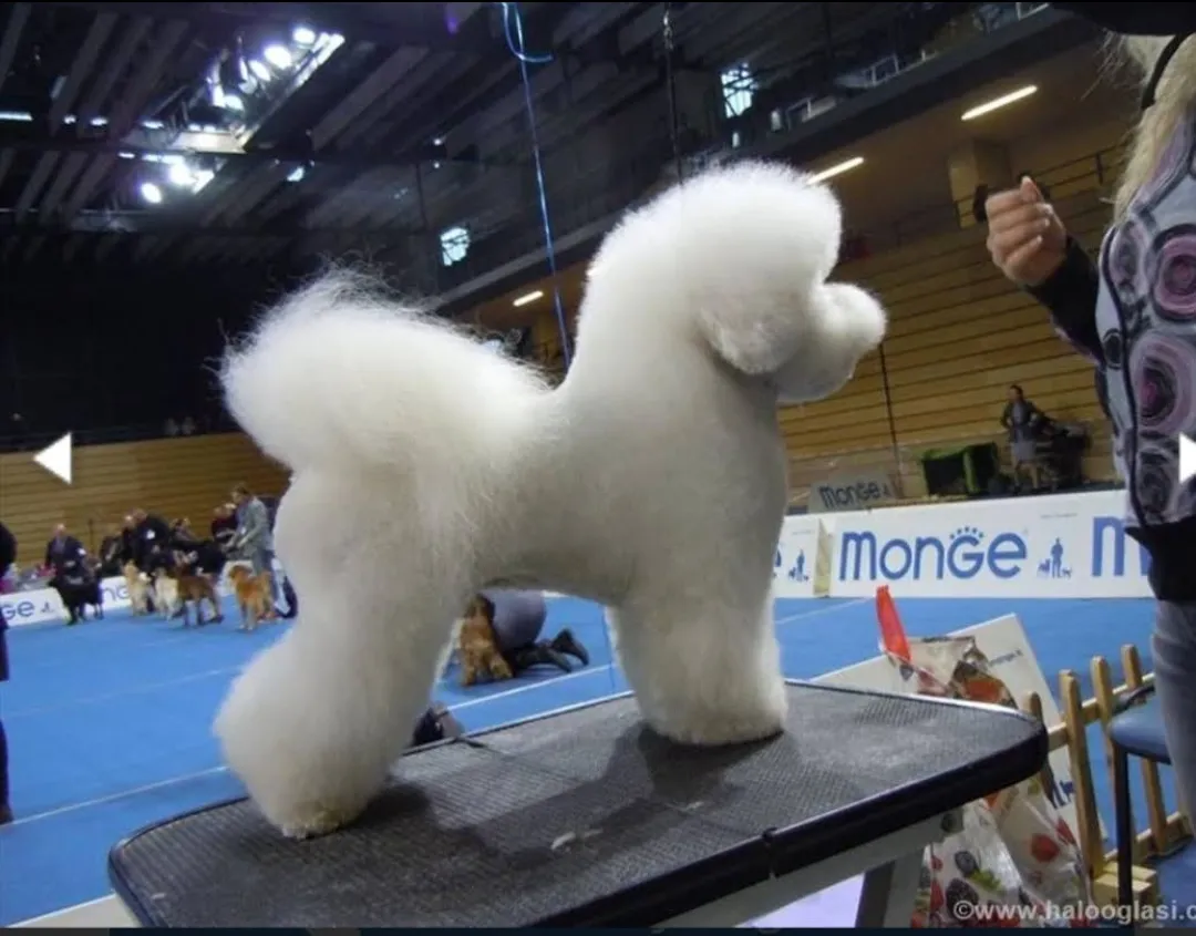 Kovrdžavi bišon na prodaju, Beograd (2)