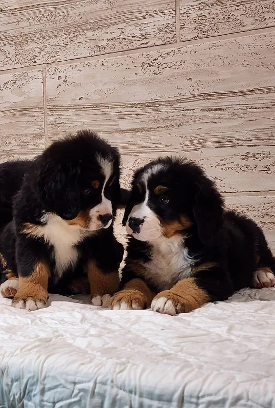 Bernski pastirski pas na prodaju, Paraćin (2)