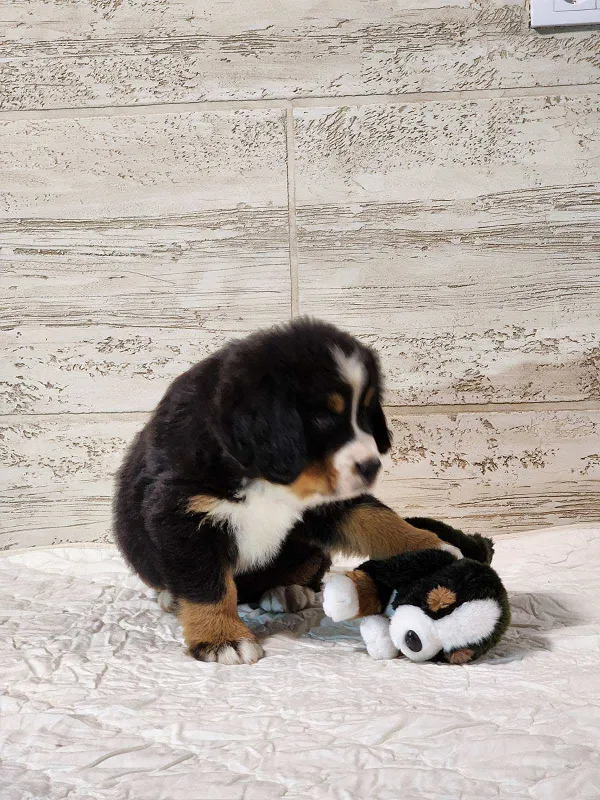 Bernski pastirski pas na prodaju, Paraćin (3)