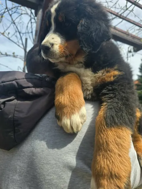 Bernski pastirski pas na prodaju, Novi Sad (3)