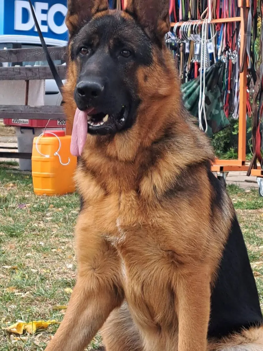 Nemački ovčar na prodaju, Kragujevac (4)