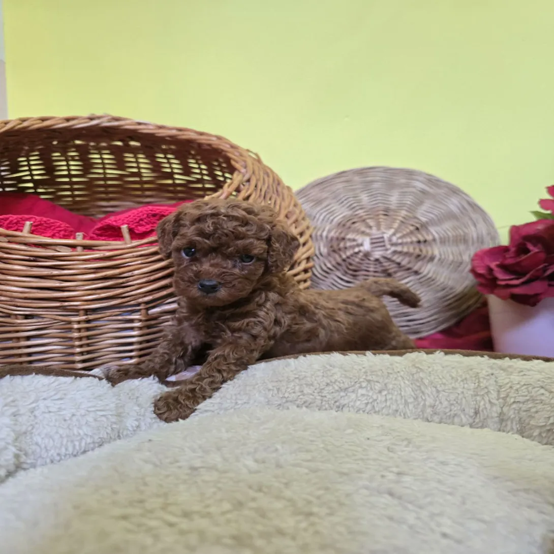 Pudla (patuljasta) na prodaju, Zrenjanin (2)