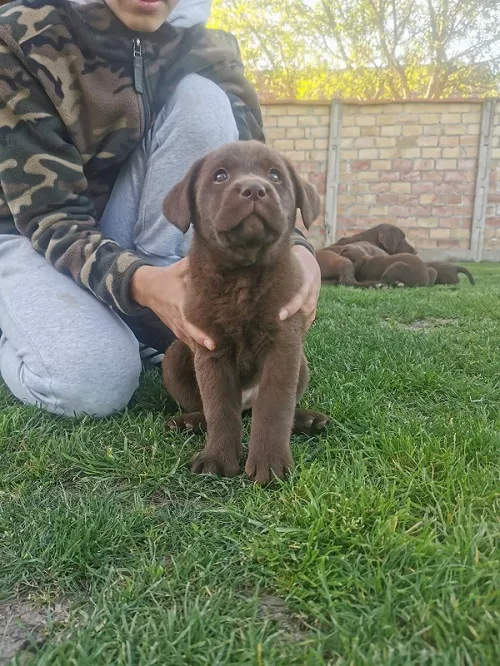 Labrador retriver na prodaju, Beograd (3)
